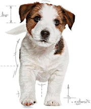 Royal Canin, Mini Junior