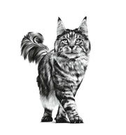 ROYAL CANIN Veterinary Gatrointestinal Moderate Calorie | 12 x 85 g | Alimento dietetico Completo per Gatti | per alleviare i disturbi acuti dell'assorbimento intestinale