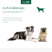 Innovet Condrostress (+), per Cani Adulti e Anziani con rigidità articolare, neutralizza i Radicali Liberi