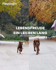 Flexadin? Adult Dog| Per articolazioni sane di cani adulti|con collagene non denaturato di tipo II (UC-II?) - 60 collagene articolare